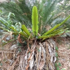 Asplenium australasicum (Bird's Nest Fern, Crow's Nest Fern) at Mimosa Rocks National Park - 19 Aug 2023 by plants