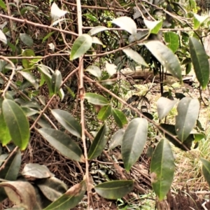 Celastrus australis at Wapengo, NSW - 19 Aug 2023