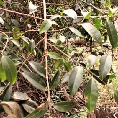 Celastrus australis (Staff Climber) at Mimosa Rocks National Park - 19 Aug 2023 by plants