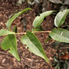 Celastrus australis at Wapengo, NSW - 19 Aug 2023