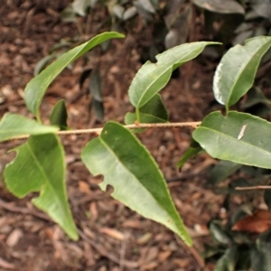 Celastrus australis at Wapengo, NSW - 19 Aug 2023