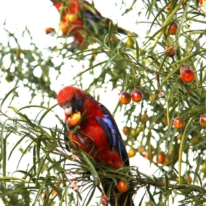 Platycercus elegans at Googong, NSW - 18 Jan 2013