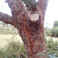 Ficus rubiginosa (Port Jackson or Rusty Fig) at Wapengo, NSW - 19 Aug 2023 by plants