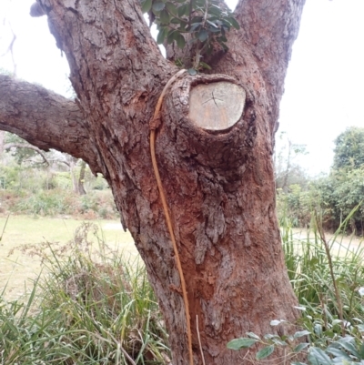 Ficus rubiginosa (Port Jackson or Rusty Fig) at Wapengo, NSW - 19 Aug 2023 by plants
