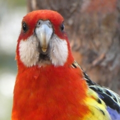 Platycercus eximius (Eastern Rosella) at Wandiyali-Environa Conservation Area - 29 Dec 2019 by Wandiyali