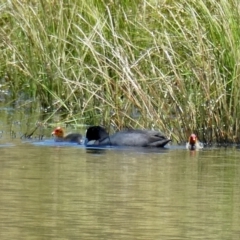 Fulica atra (Eurasian Coot) at Wandiyali-Environa Conservation Area - 17 Nov 2021 by Wandiyali