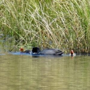 Fulica atra at Googong, NSW - suppressed