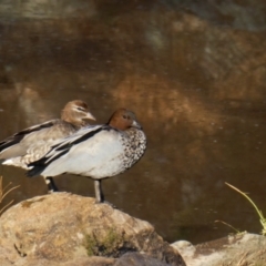 Chenonetta jubata (Australian Wood Duck) at Environa, NSW - 22 Jan 2020 by Wandiyali