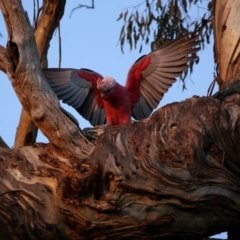 Eolophus roseicapilla (Galah) at Wandiyali-Environa Conservation Area - 18 Jun 2020 by Wandiyali