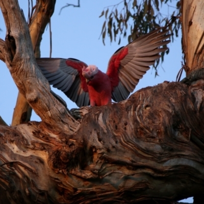 Eolophus roseicapilla (Galah) at Wandiyali-Environa Conservation Area - 18 Jun 2020 by Wandiyali