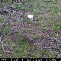 Phaps chalcoptera (Common Bronzewing) at Googong, NSW - 10 Feb 2021 by Wandiyali