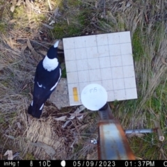 Gymnorhina tibicen (Australian Magpie) at Googong, NSW - 9 May 2023 by Wandiyali