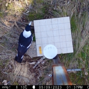 Gymnorhina tibicen at Googong, NSW - 9 May 2023