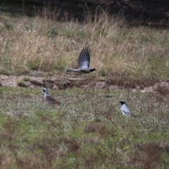 Coracina novaehollandiae (Black-faced Cuckooshrike) at Wandiyali-Environa Conservation Area - 12 Oct 2019 by Wandiyali