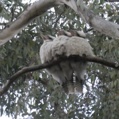 Dacelo novaeguineae (Laughing Kookaburra) at Googong, NSW - 19 Jun 2019 by Wandiyali