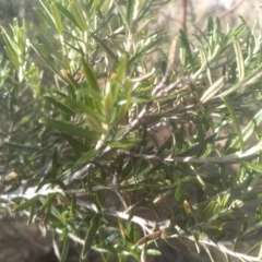 Ozothamnus thyrsoideus (Sticky Everlasting) at Cooma, NSW - 23 Aug 2023 by mahargiani