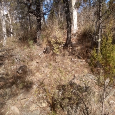 Leucopogon fletcheri subsp. brevisepalus (Twin Flower Beard-Heath) at Cooma, NSW - 23 Aug 2023 by mahargiani