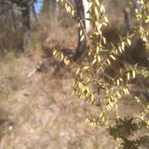 Styphelia fletcheri subsp. brevisepala at Cooma, NSW - 23 Aug 2023