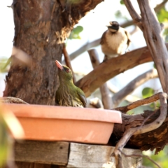 Oriolus sagittatus (Olive-backed Oriole) at Googong, NSW - 1 Nov 2019 by Wandiyali