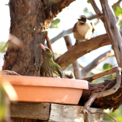 Oriolus sagittatus (Olive-backed Oriole) at Wandiyali-Environa Conservation Area - 1 Nov 2019 by Wandiyali