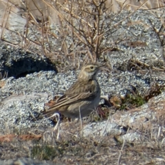 Anthus australis (Australian Pipit) at Wandiyali-Environa Conservation Area - 18 Aug 2018 by Wandiyali