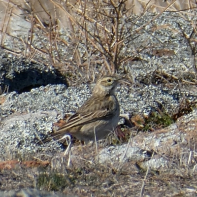 Anthus australis (Australian Pipit) at Environa, NSW - 19 Aug 2018 by Wandiyali