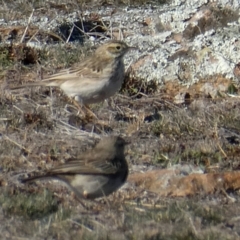 Anthus australis at Environa, NSW - 19 Aug 2018