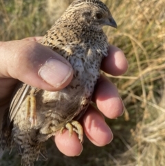 Synoicus ypsilophorus (Brown Quail) at Googong, NSW - 13 Mar 2023 by Wandiyali