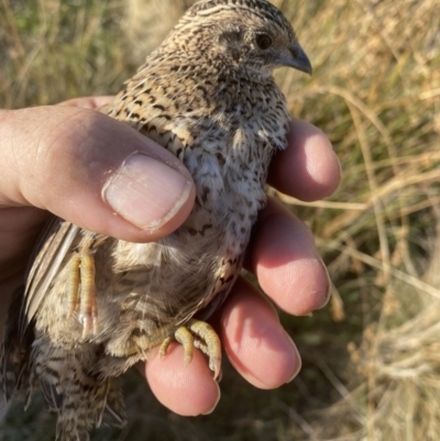 Synoicus ypsilophorus (Brown Quail) at Googong, NSW - 12 Mar 2023 by Wandiyali