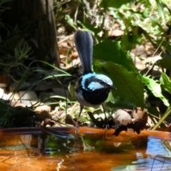 Malurus cyaneus (Superb Fairywren) at Wandiyali-Environa Conservation Area - 21 Feb 2021 by Wandiyali