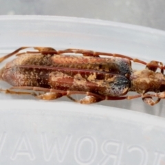 Unidentified Longhorn beetle (Cerambycidae) at Moruya, NSW - 24 Aug 2023 by LisaH
