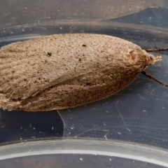 Unidentified Concealer moth (Oecophoridae) at Moruya, NSW - 24 Aug 2023 by LisaH