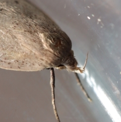 Chezala privatella at Moruya, NSW - suppressed