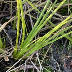 Juncus fockei (A Rush) at Bungendore, NSW - 23 Aug 2023 by JaneR