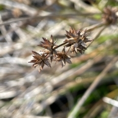 Juncus fockei at Bungendore, NSW - 23 Aug 2023 03:51 PM