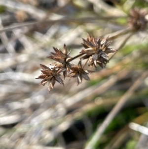 Juncus fockei at Bungendore, NSW - 23 Aug 2023