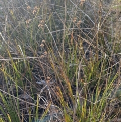 Juncus fockei at Bungendore, NSW - 23 Aug 2023