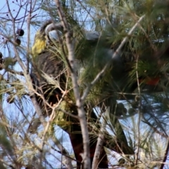 Calyptorhynchus lathami lathami (Glossy Black-Cockatoo) at Broulee Moruya Nature Observation Area - 23 Aug 2023 by LisaH