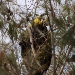 Calyptorhynchus lathami lathami at Moruya, NSW - suppressed