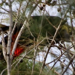 Calyptorhynchus lathami at Moruya, NSW - 24 Aug 2023