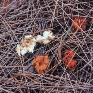 Calyptorhynchus lathami lathami at Moruya, NSW - suppressed