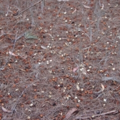 Calyptorhynchus lathami lathami at Moruya, NSW - suppressed