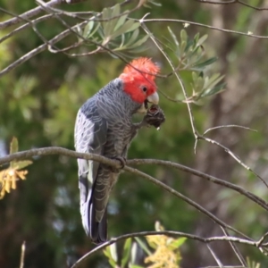 Callocephalon fimbriatum at Moruya, NSW - 24 Aug 2023