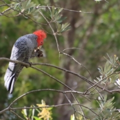 Callocephalon fimbriatum at Moruya, NSW - 24 Aug 2023