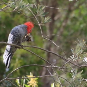 Callocephalon fimbriatum at Moruya, NSW - 24 Aug 2023