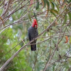 Callocephalon fimbriatum at Moruya, NSW - suppressed