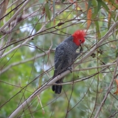 Callocephalon fimbriatum at Moruya, NSW - 24 Aug 2023