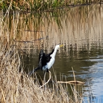 Microcarbo melanoleucos (Little Pied Cormorant) at Mawson Ponds - 24 Aug 2023 by Mike