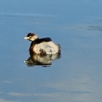 Tachybaptus novaehollandiae (Australasian Grebe) at Mawson, ACT - 24 Aug 2023 by Mike