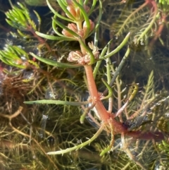 Myriophyllum variifolium (Varied Water-milfoil) at QPRC LGA - 23 Aug 2023 by JaneR